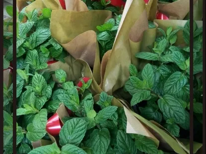 תבלין בעציץ 12 עטוף עם סרט נענה